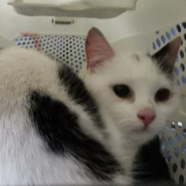 Jipeg, chat adopté en 2023 grâce aux ti'chats