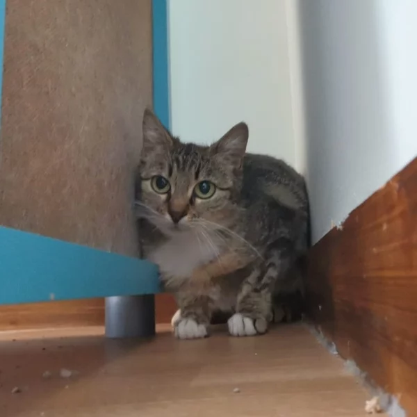 Joh, chat libre stérilisé par Les ti'chats