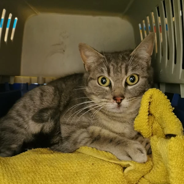 Luna, chat libre stérilisé par Les ti'chats