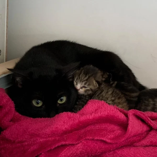 Matilda, chat libre stérilisé par Les ti'chats