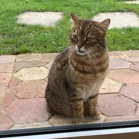 Michoco, chat adopté en 2023 grâce aux ti'chats