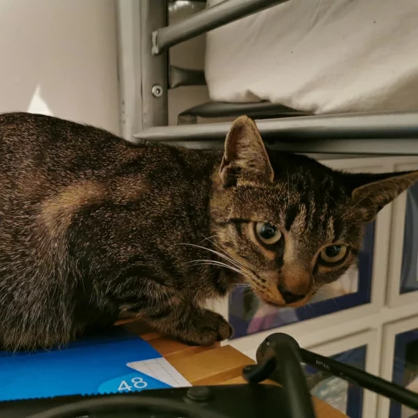 Minerva, chat libre stérilisé par Les ti'chats