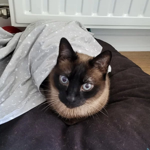 Nino, chat adopté via Les ti'chats