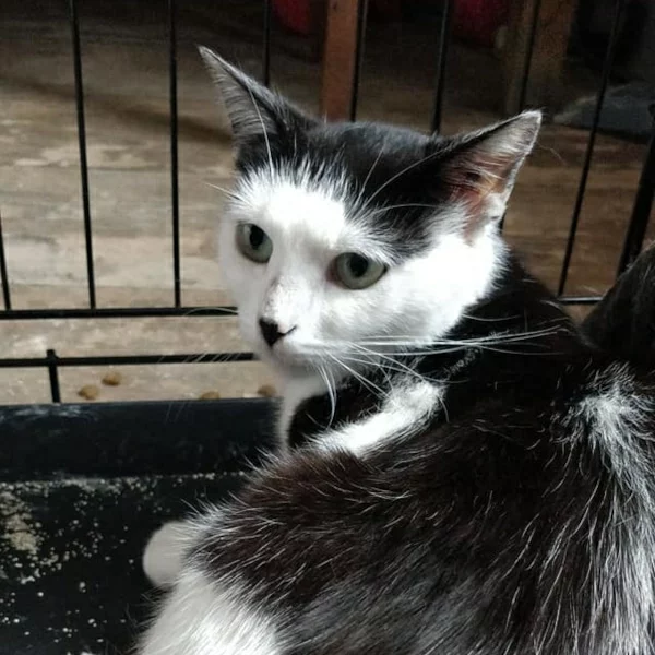 Ondine, chat libre stérilisé par Les ti'chats