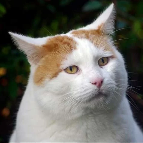 Ozoir Ozoir, chat recueilli par Les ti'chats