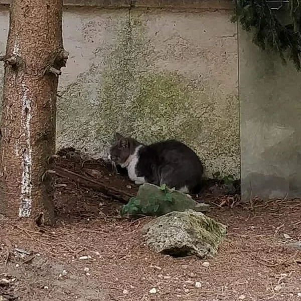 Philou, chat libre stérilisé par Les ti'chats