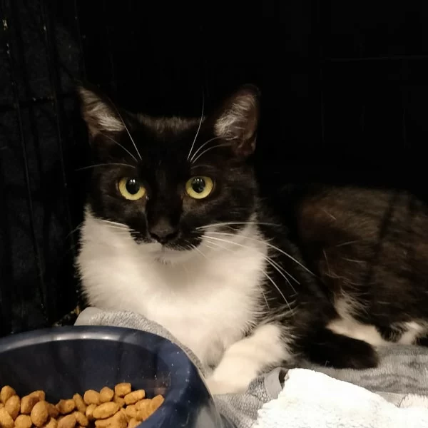 Pixelle, chat libre stérilisé par Les ti'chats