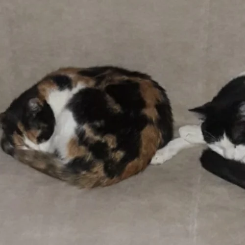 Les adoptés, chat recueilli par Les ti'chats