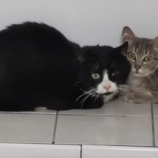 Ron, chat libre stérilisé par Les ti'chats