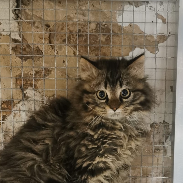 lestichats-saanvi_jared