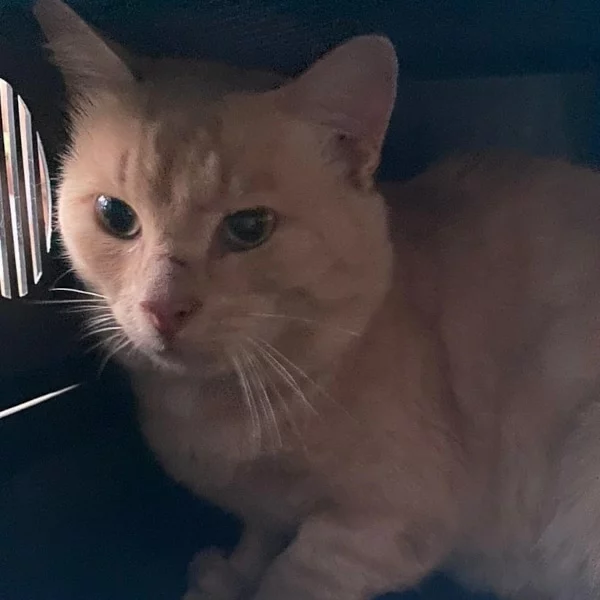 Shanks, chat libre stérilisé par Les ti'chats