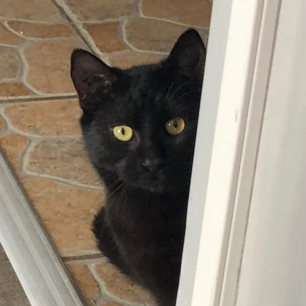 Steel, chat adopté en 2023 grâce aux ti'chats