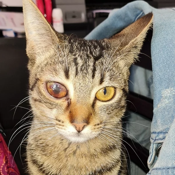 Ticu Ticu, chat recueilli par Les ti'chats