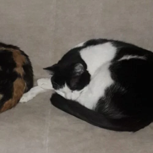 Les adoptés, chat recueilli par Les ti'chats