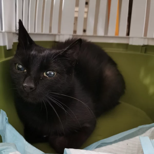 Vaïa, chat libre stérilisé par Les ti'chats