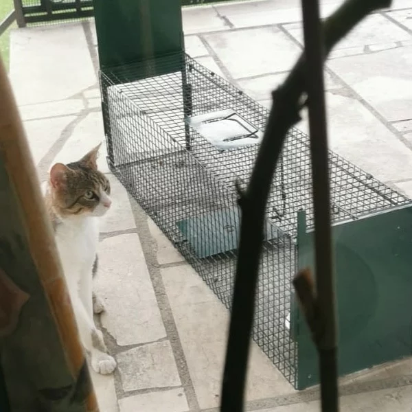 Valmont, chat libre stérilisé par Les ti'chats