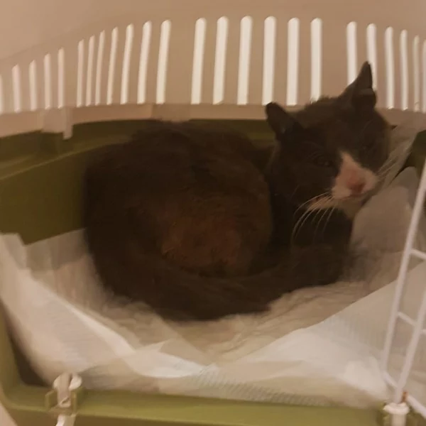 Varane, chat libre stérilisé par Les ti'chats