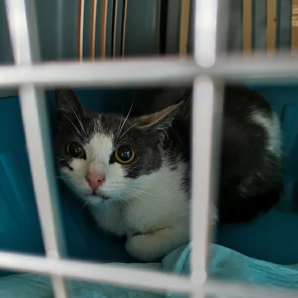 Véro, chat libre stérilisé par Les ti'chats
