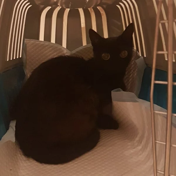 Vita, chat libre stérilisé par Les ti'chats