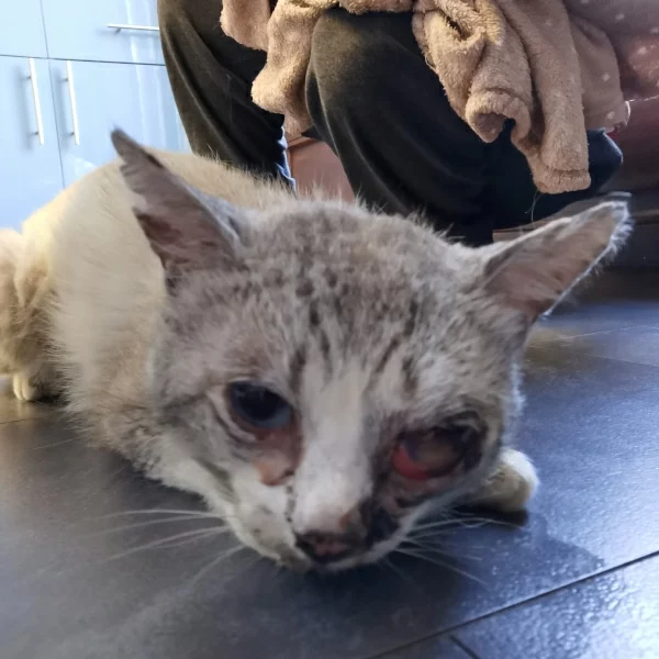 Voisin Voisin, chat libre stérilisé par Les ti'chats