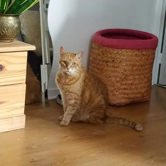 Wingie Wingie, chat recueilli par Les ti'chats