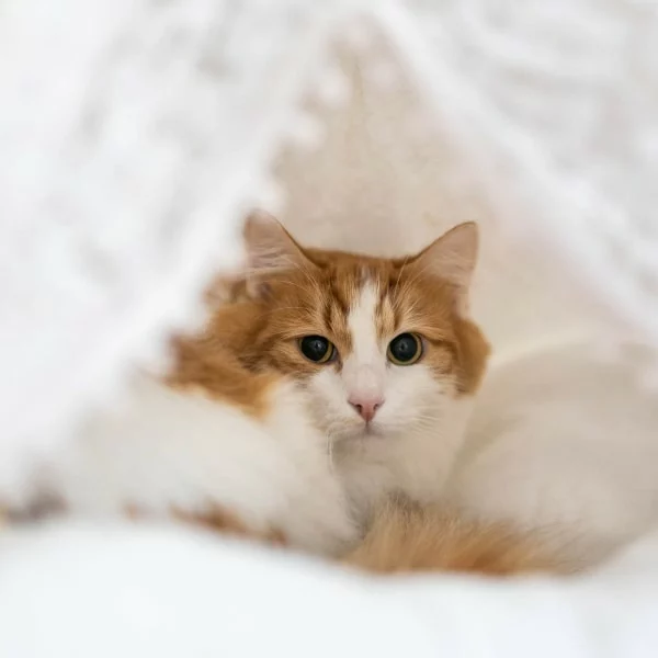 Touffu, chat adopté en 2023 grâce aux ti'chats