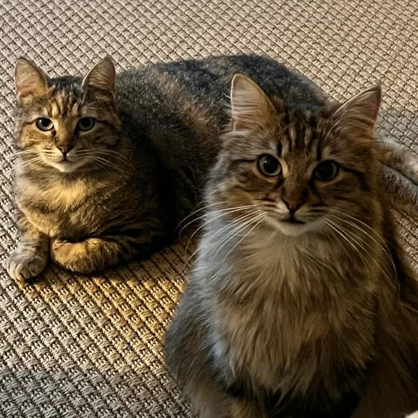 Charon, chat libre stérilisé par Les ti'chats