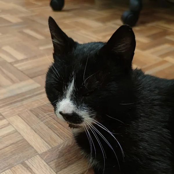 Filou, chat adopté en 2023 grâce aux ti'chats