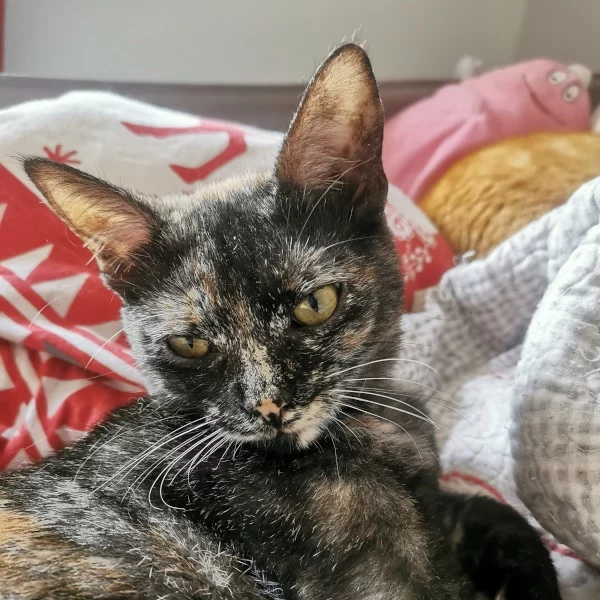 Thémis, chat adopté en 2025 grâce aux ti'chats