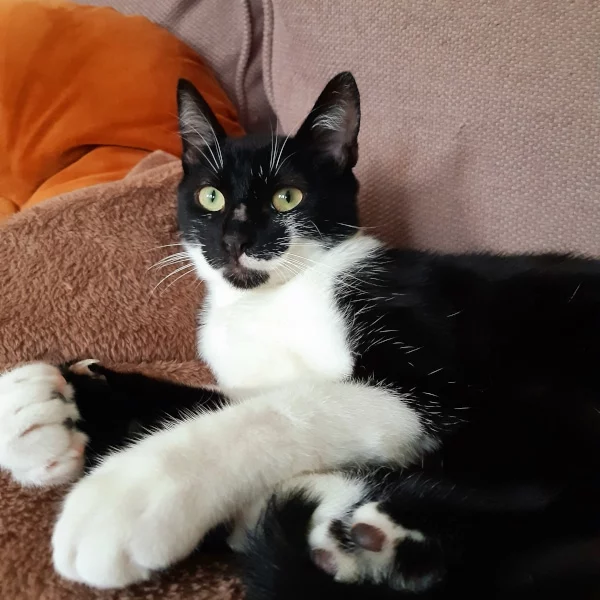 Ticca, chat adopté en 2023 grâce aux ti'chats