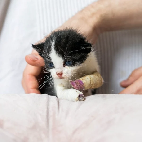 Croi'rouge, chat adopté en 2023 grâce aux ti'chats