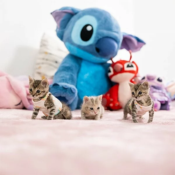 Sparky & Glitch, chat adopté en 2023 grâce aux ti'chats