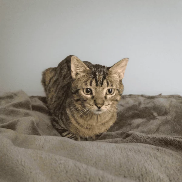 Tazmy, chat adopté en 2023 grâce aux ti'chats