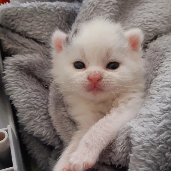 Ulane, chat adopté en 2023 grâce aux ti'chats