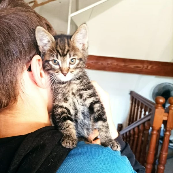 Foufi, chat adopté en 2023 grâce aux ti'chats