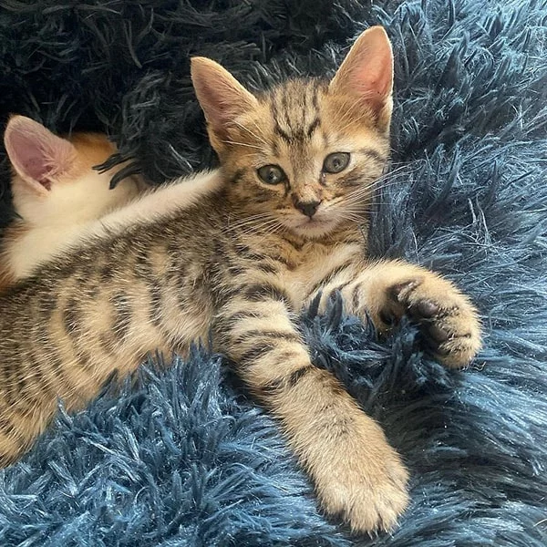 Koda, chat adopté en 2023 grâce aux ti'chats
