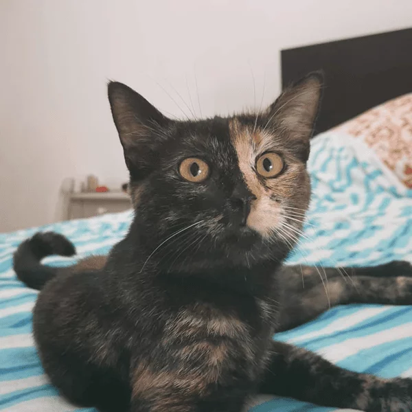 Lili, chat adopté en 2023 grâce aux ti'chats