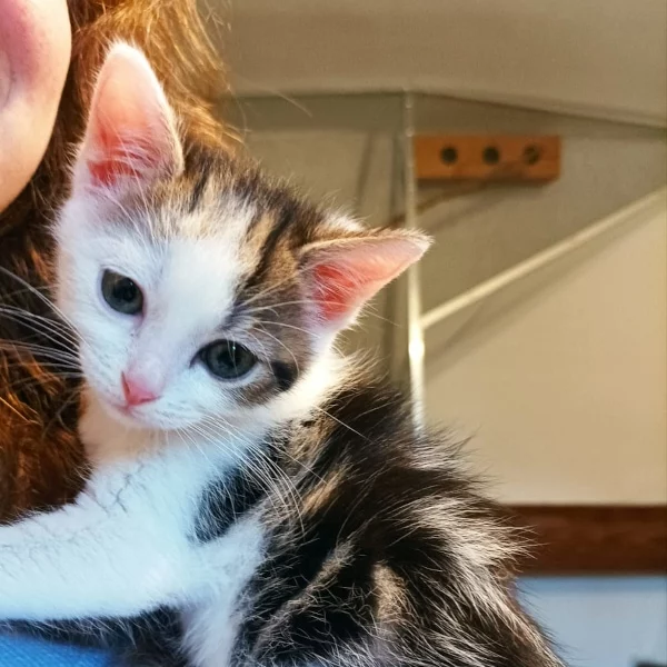 Neige, chat adopté en 2023 grâce aux ti'chats