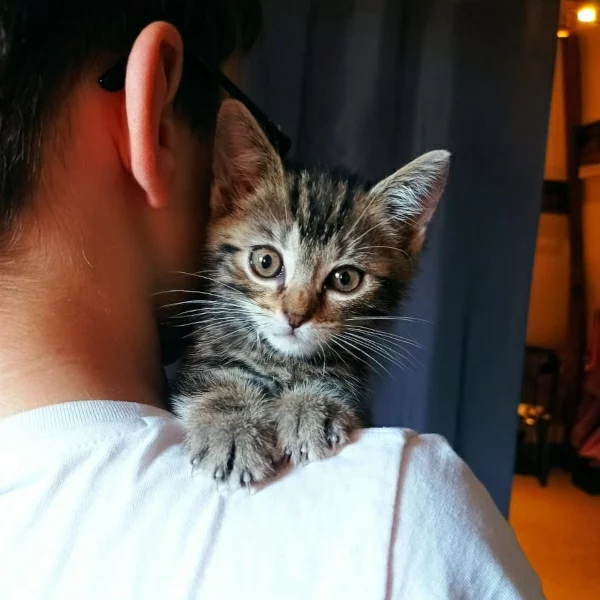 Oréo, chat adopté en 2023 grâce aux ti'chats