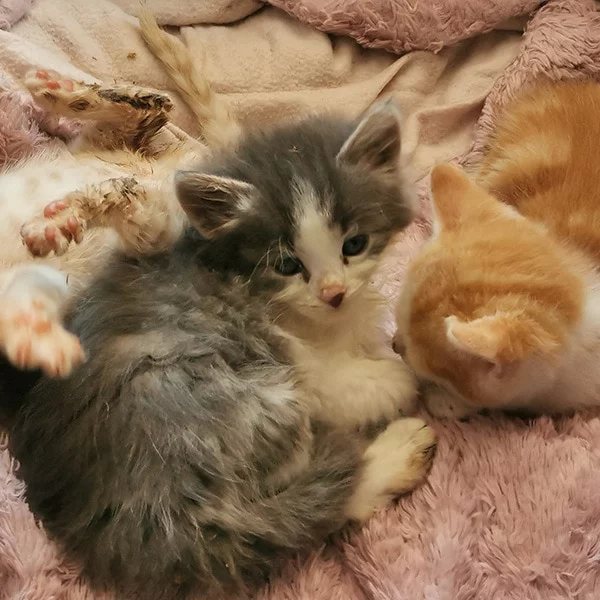 Rocket, chat adopté en 2023 grâce aux ti'chats