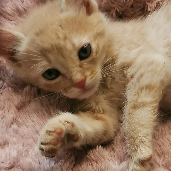 Snow, chat adopté en 2023 grâce aux ti'chats