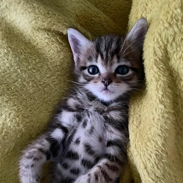 Tanji, chat adopté en 2023 grâce aux ti'chats