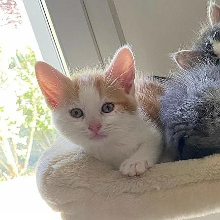 Tinou, chat adopté en 2023 grâce aux ti'chats