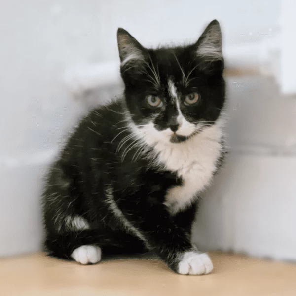 Drax, chat adopté en 2023 grâce aux ti'chats