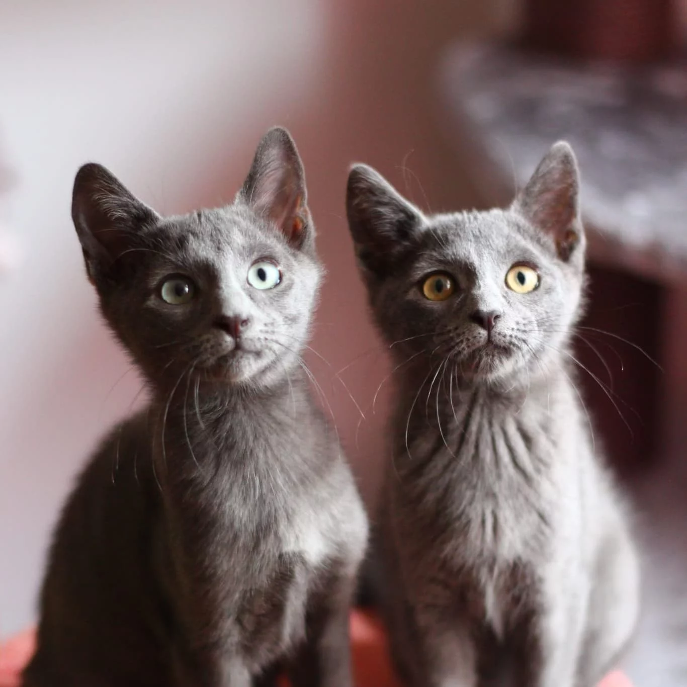 Freak & Gossip, chat adopté en 2023 grâce aux ti'chats