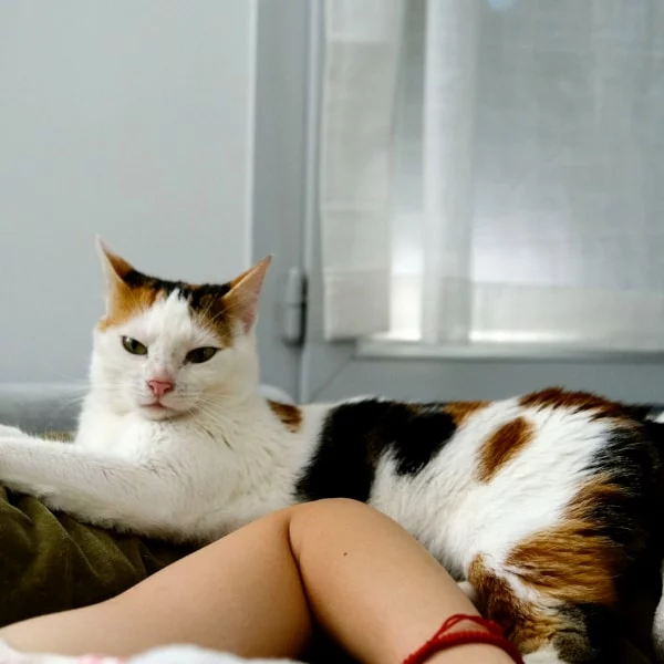 Jackie, chat adopté en 2023 grâce aux ti'chats