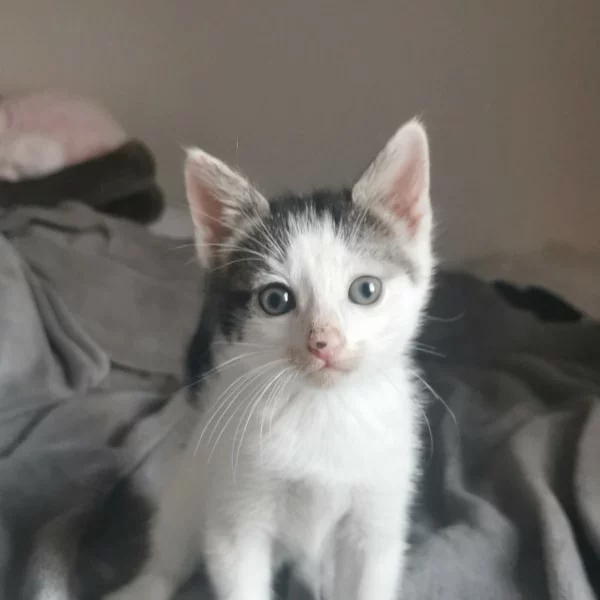 Khoy, chat adopté en 2023 grâce aux ti'chats