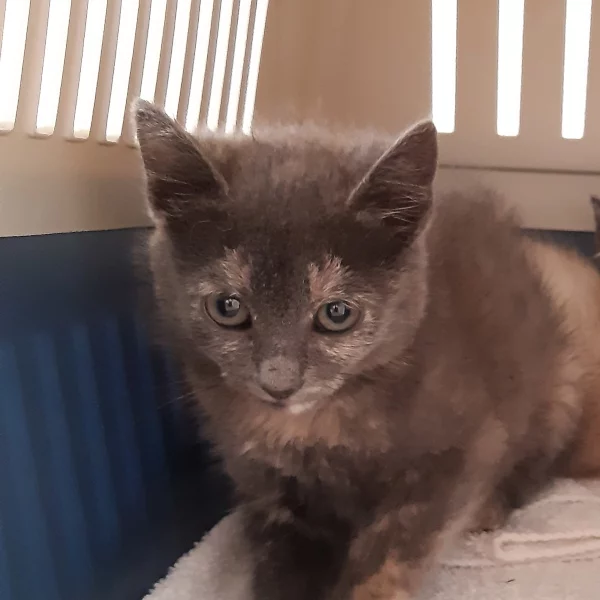 Mantis, chat adopté en 2023 grâce aux ti'chats