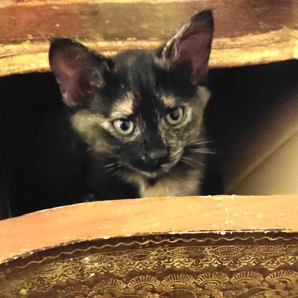Moka, chat adopté en 2023 grâce aux ti'chats
