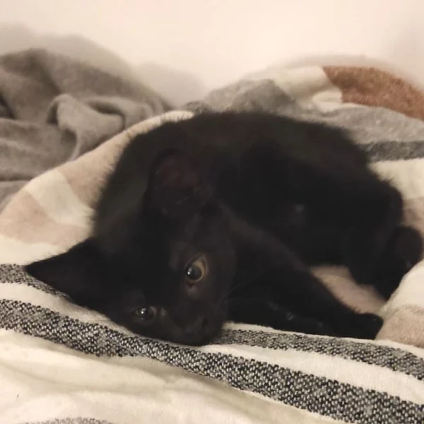 Mystik, chat adopté en 2023 grâce aux ti'chats